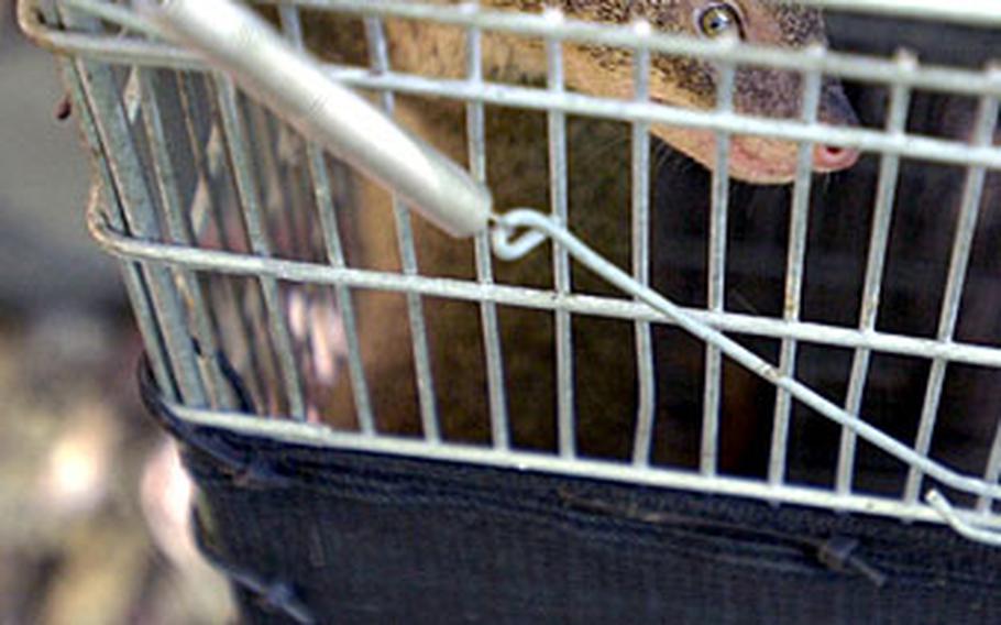 A mongoose sits inside a trap. The Marine Corps Camp Butler Environmental Office began a trapping project June 27, and a mongoose is caught every other day at the Jungle Warfare Training Center.