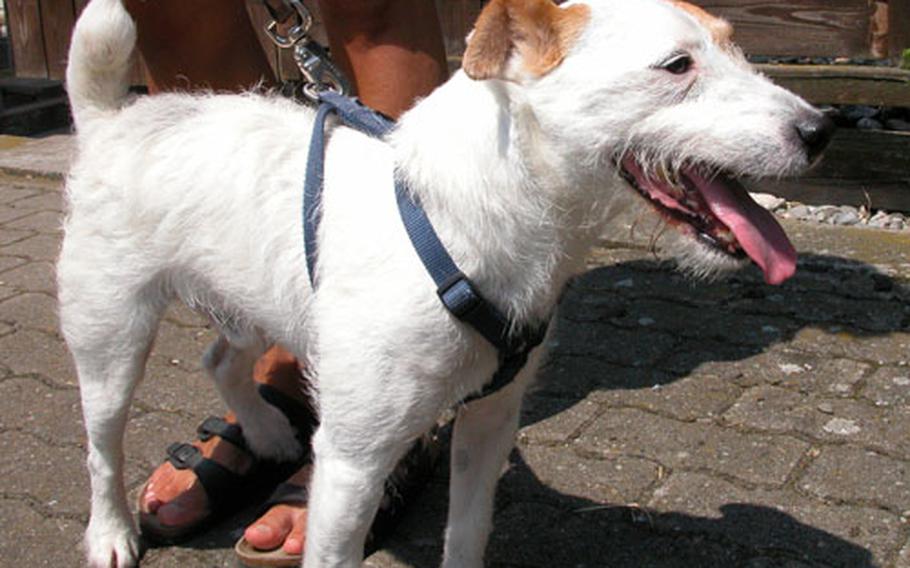 Bogey, who was left behind by a moving Army owner, has been living at the Kitzingen, Germany, animal shelter, known as a Tierheim, for about two months.