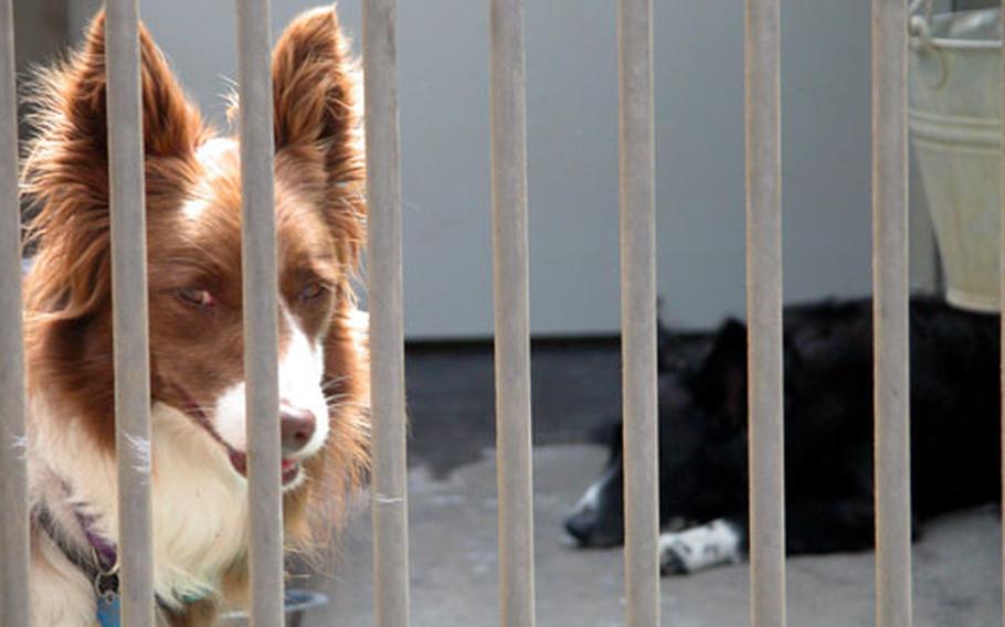 Bridget, left, and Boomer, were dropped off by their American owner at the Würzburg animal shelther in February. The owner was in the Army and did not take the dogs to the next assignment. Since then, the energetic four-year-olds have had a difficult time finding a home. Tierheim manager Sue Zeller attributes that to their energy levels and need for activity.