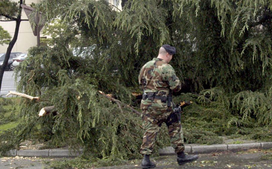 A 374th Security Forces Squadron member walks past a large pine tree uprooted Saturday during a powerful thunderstorm at Yokota Air Base, Japan. The tree fell across Airlift Avenue in the heart of Yokota. Traffic was blocked briefly in both directions as heavy-lifting crews pulled it off the road.