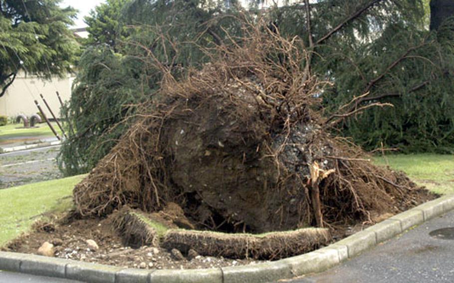 A large pine tree near the Samurai Cafe was toppled on Saturday during a powerful thunderstorm at Yokota Air Base, Japan.