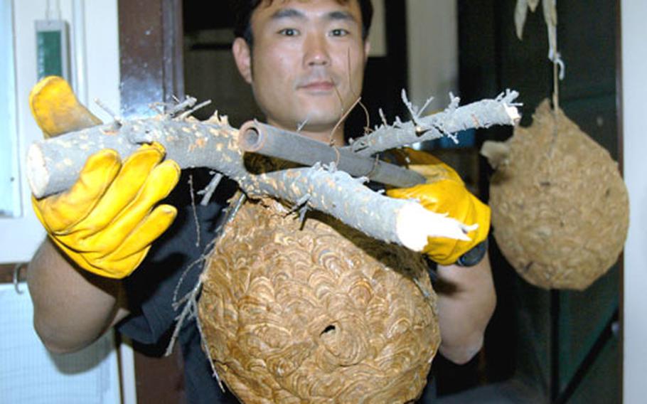 Hiromi Oikawa, senior pest management controller at Misawa Air Base, Japan, holds up a hornet&#39;s nest found at Misawa last year that once held thousands of hornets, base officials estimate.