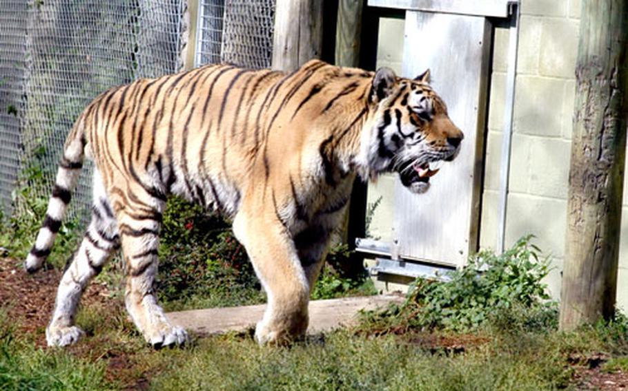 A Siberian tiger walks around an enclosure at the Banham Zoo, about 30 miles east of RAFs Mildenhall and Lakenheath.