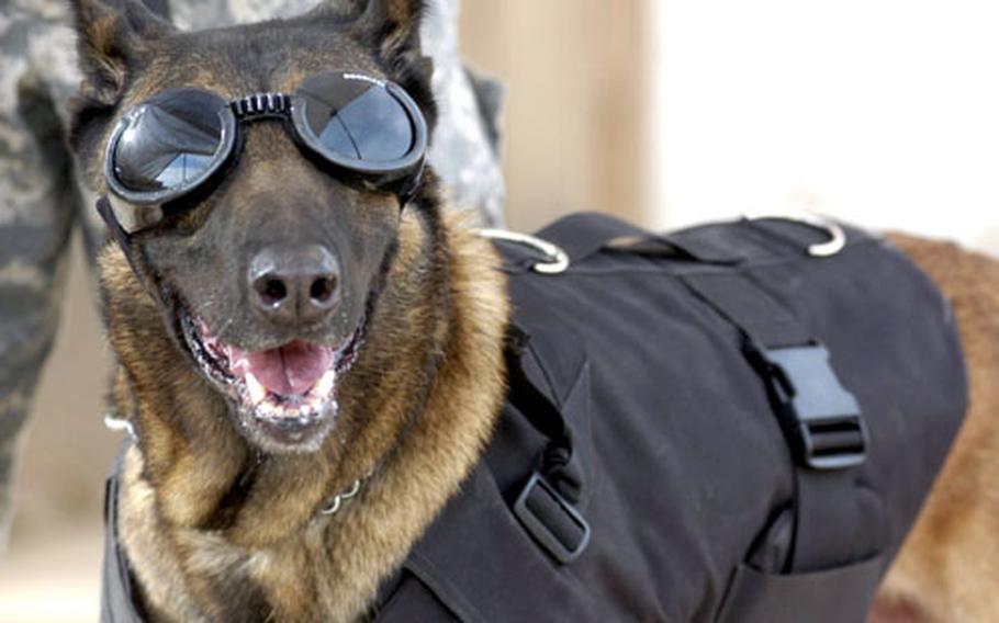 Rudy, a military dog with the 3rd Brigade Combat Team at Contingency Operating Base Speicher in Tikrit, Iraq, sports his protective gear — Doggles and Kevlar vest. The 6-year-old is fiercely protective of handler Audra Rose, 22, from Memphis, Tenn., who normally works at the 6th Military Police Detachment at Fort Rucker, Ala.