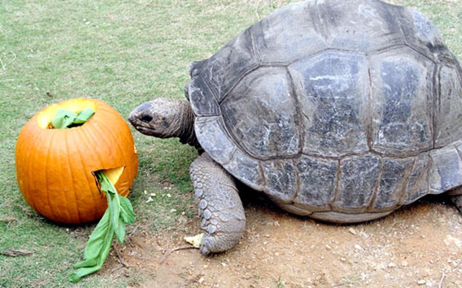 Deka the Tortoise checks out the green goodies in this Halloween pumpkin Sunday at the Okinawa City Zoo. About 40 American and Okinawa students offered the animals food placed in Jack-o-Lanterns as part of a scientific experiment and cultural exchange program.