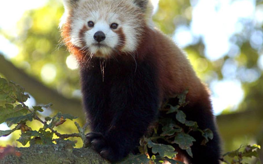 A female red panda keeps an eye on some Alconbury Elementary pupils eager to see the endangered animal in a tree at the Whipsnade Wild Animal Park.