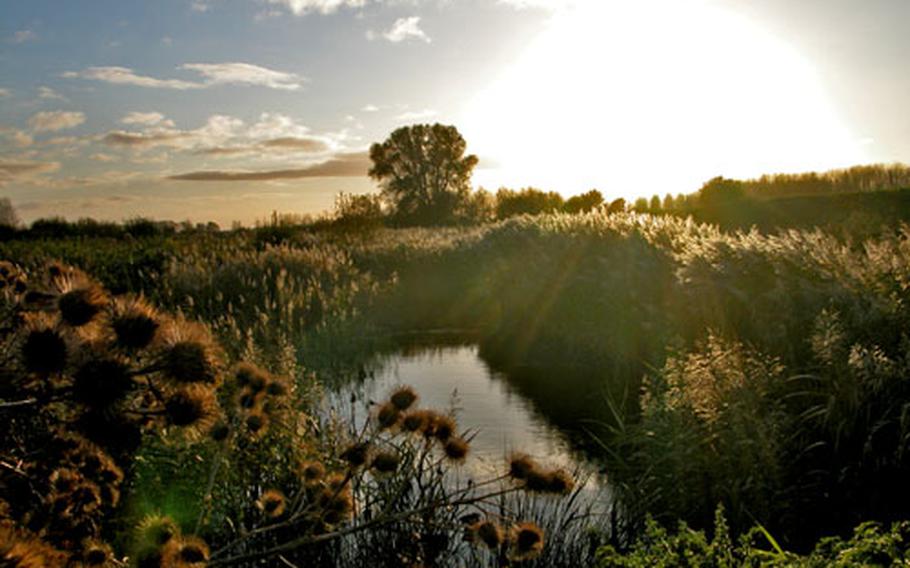 The Lakenheath fen is farmland that has been restored to a natural wetland, featuring lots of reeds and unique birds that have come back since the restoration.