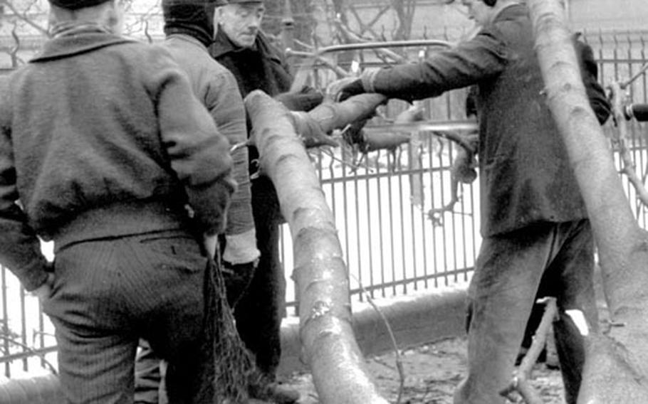 A felled tree is cut apart for firewood in Berlin.