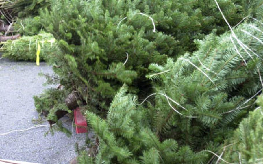 Workers at the exchange at Kadena Air Base, Okinawa, sort Christmas trees on Wednesday. The 425 trees were scheduled to go on sale Thursday.