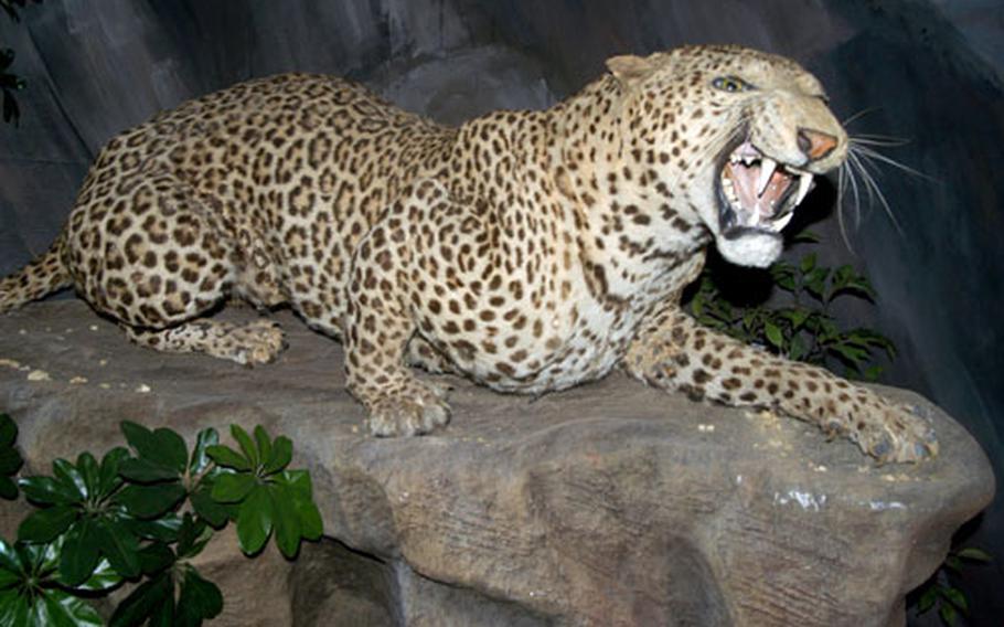 A fierce leopard seems ready to defend himself or pounce on his prey inside the Victorian Natural History exhibit at the Ipswich Museum. The exhibit has an extensive collection of stuffed animals.