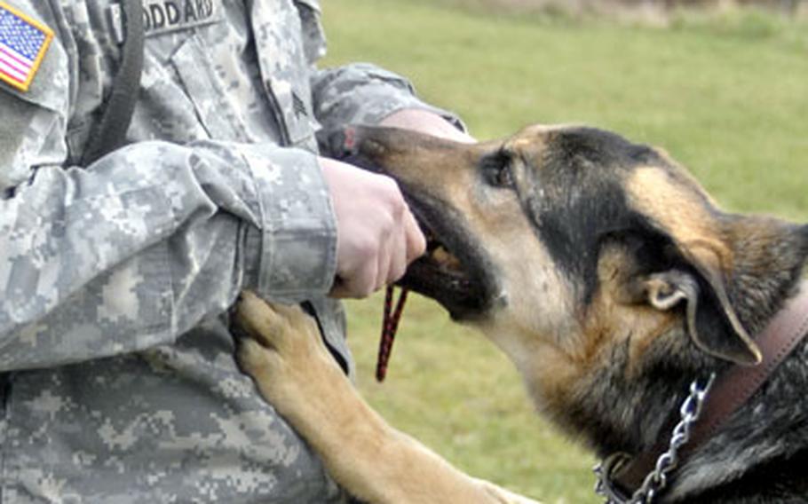 Sgt. Jason Stoddard, a dog handler with the 230th Military Police Company K9 unit, plays with Jan, his military working dog, Tuesday at Baumholder. Jan has retired from duty due to medical issues.