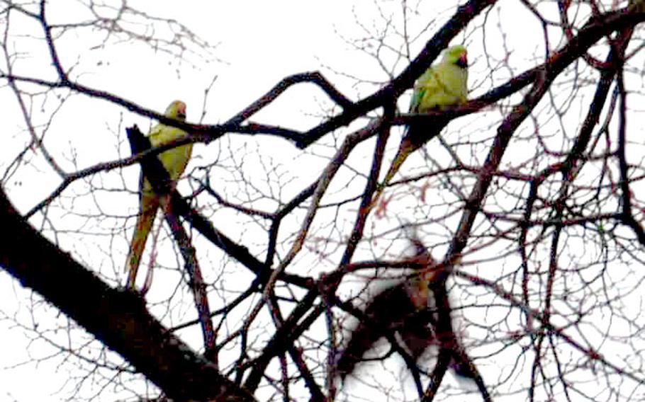 A tree on Campbell Barracks, in Heidelberg, Germany, just across from the gym, seems to be a favorite with a local flock of wild parrots.