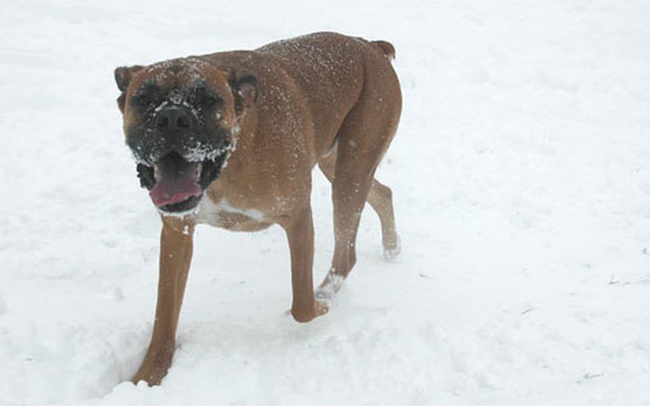 Wilson the dog frolics in the snow Wednesday at Robinson Barracks in Stuttgart, Germany. Wilson, a boxer, belongs to the family of Sgt. 1st Class Ted Schwarz of 1st Battalion, 10th Special Forces Group.