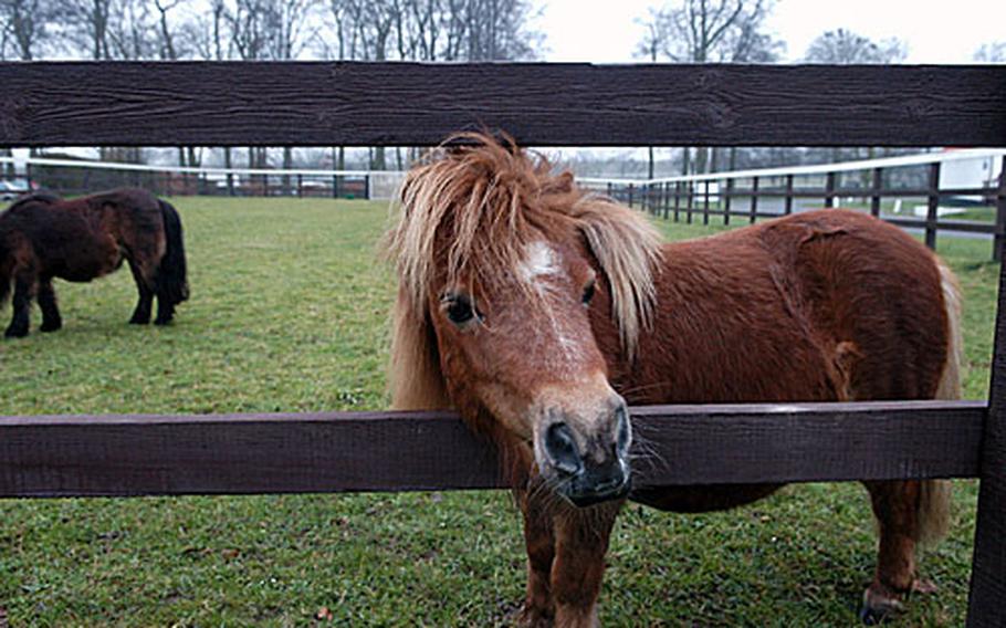 The National Stud offers twice-daily tours of the breeding grounds where some of Britain's best racehorses are bred. Upon arrival, you'll be greeted by little Shetland ponies. Just don't try to ride them.