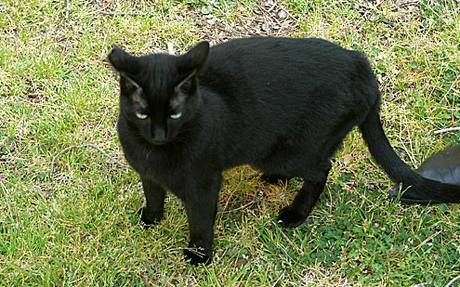 Percy, a black cat that shies away from most strangers at Camp Darby, Italy, has had the good luck to find a home in one of the colonies set up around the base. The base's cat population, once out of control, is now fairly steady thanks to volunteers and the work of the Darby Animal Welfare Association.