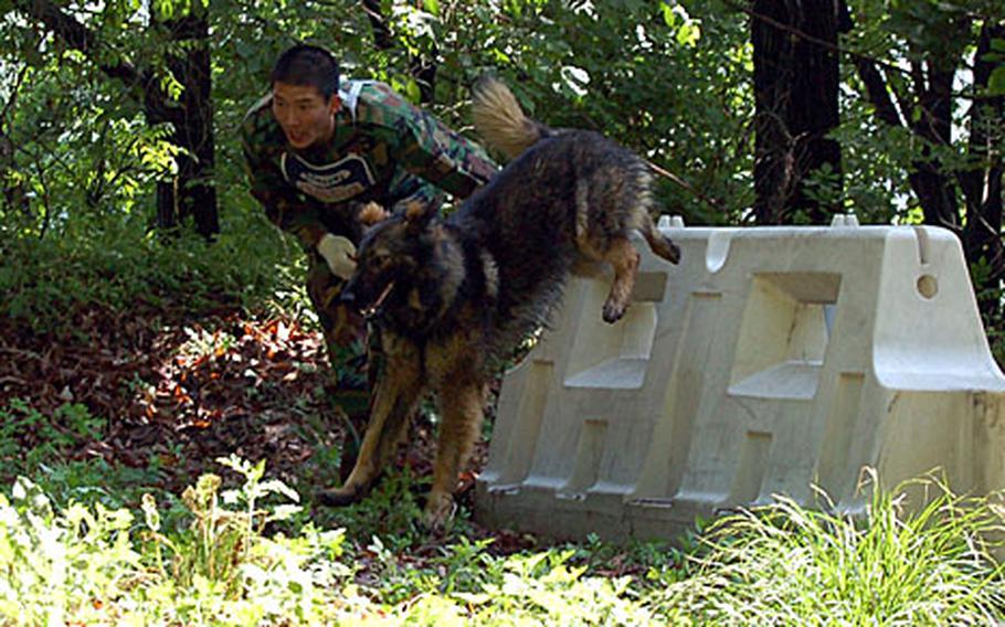 South Korean Air Force Sgt. Lee Byung-chae and his German Shepherd, Tae-su, hurtle a barricade during the fitness and endurance course.