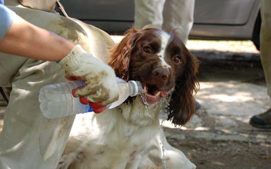 Ji Eun-sun, Samsung Search and Rescue, gives a bottle of water to her parched English Springer Spaniel, Bo-bae after finishing the fitness and endurance course.