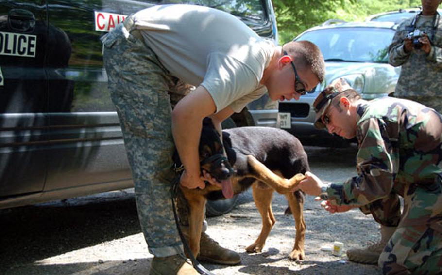 Sgt. Christopher Jasper holds a leash around his German shepherd, Argo’s mouth to prevent him from biting while veterinarian Capt. Nic Cabano treats a wound to his paw during the 4th Annual U.S. Forces Korea Military Working Dog Competition. The course was one event in the three-day competition held at Everland.