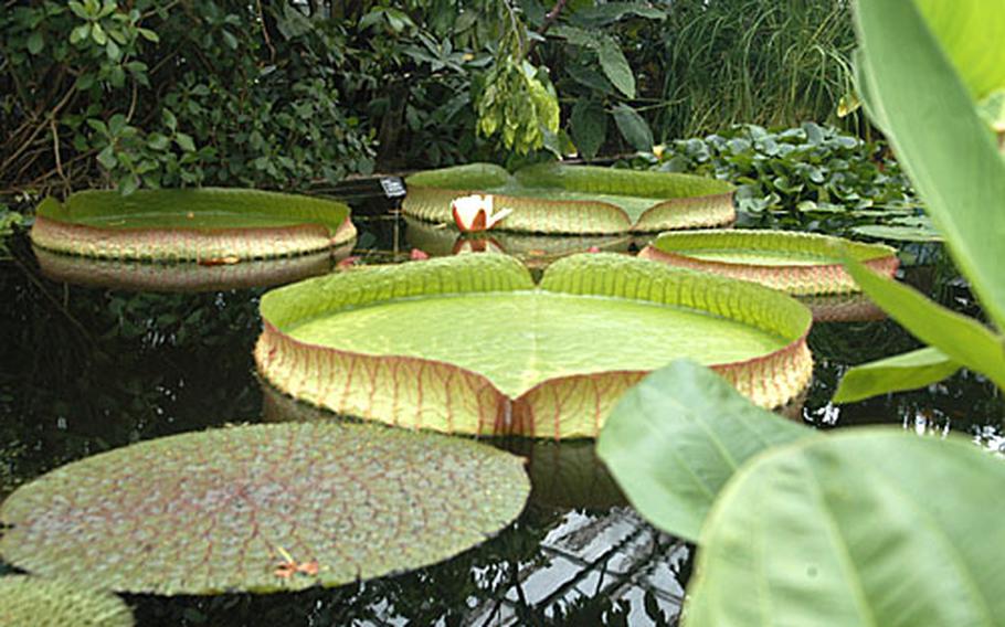 Giant lily pads capable of supporting a baby float in a pool in the rainforest glass house at the University of Oxford Botanic Garden.