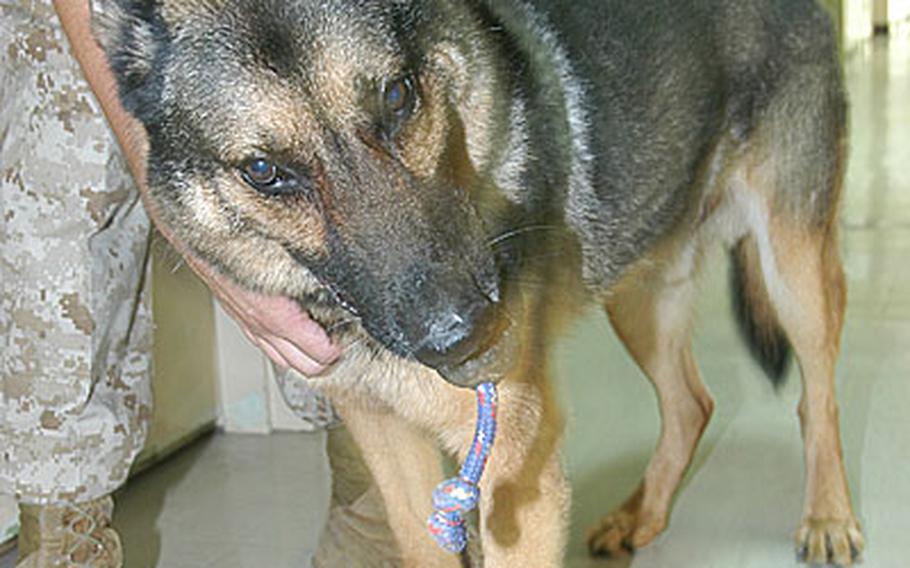 Andy, an 8-year-old German Sheppard military working dog, chews on a dog toy -- his reward for sniffing out drugs -- during a training exercise at the West Pac Barracks on Camp Foster. His handler, Sgt. Aaron Nuckles, 29, from Southern Pines, N.C., said that dog toy is Andy's true motivation for finding drugs.