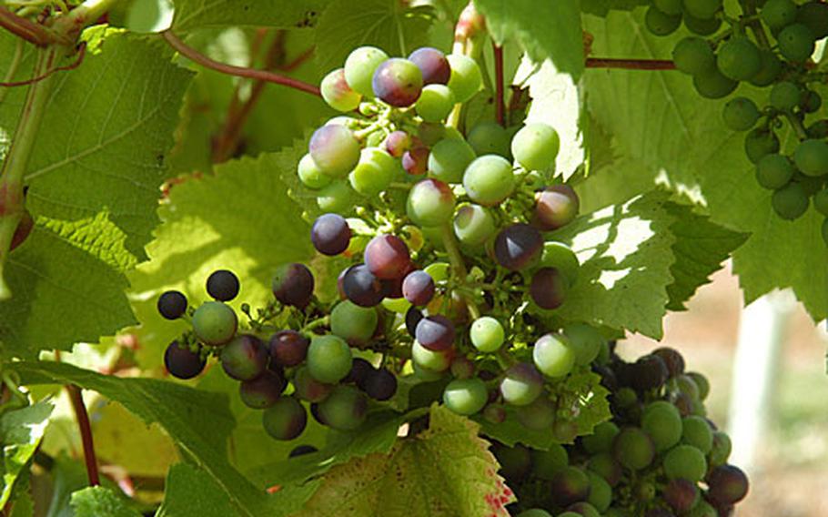 Rondo grapes ripen on the vine at the Chilford Hall Vineyard and Winery. The little guys will become the light, sweet and bubbly rose that has won the vineyard accolades.