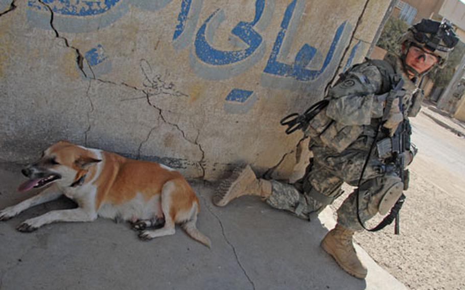 "Molly" patrols southern Baghdad with a member of Company E, 2nd Squadron, 2nd Cavalry (Stryker) Regiment.