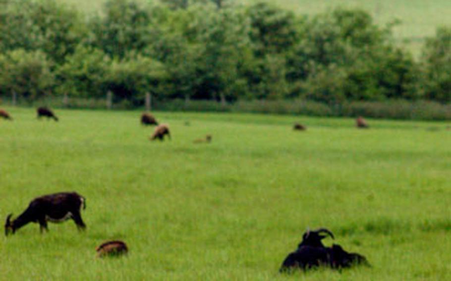The commanding quaintness of the Wimpole Estate is even more pronounced by the pastoral fields of goat and cattle that pepper the expansive property. In addition to this grazing livestock, the estate also has a working farm and massive gardens.