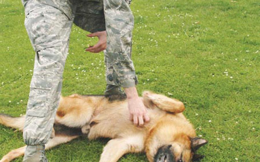 Tech. Sgt. Chris Beavers plays with Whiskey, a 9-year-old military working dog retiring later this summer.