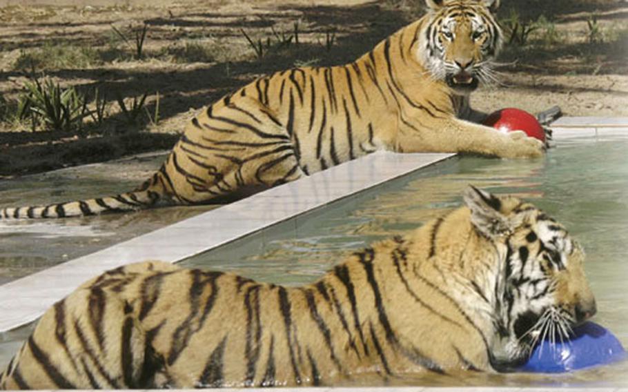Riley, one of two tigers donated to the Baghdad Zoo by the Conservators’ Center in North Carolina, plays in the pool of his new home on Aug. 8. Riley and his breeding partner, Hope, join some 800 other animals at the zoo.