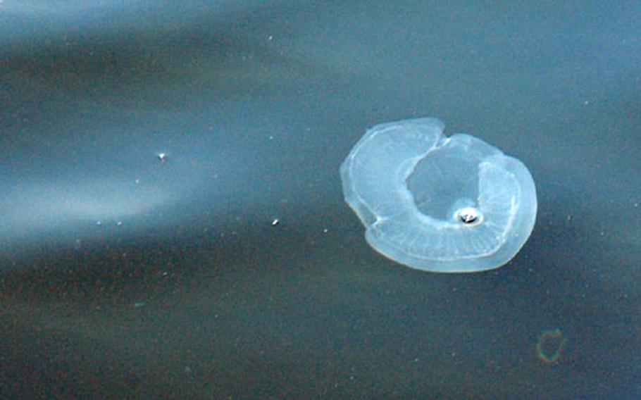 Tokyo Bay swimmers share the water with diaphanous jellyfish like this one. This particular kind doesn't sting, but collisions with them can get gooey.