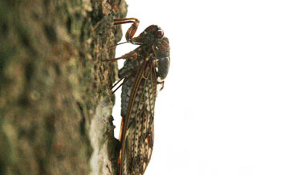 This abura zemi is one of the most common found in Japan’s Kanto region and is one of many cicada species responsible for the loud buzzing in the trees.