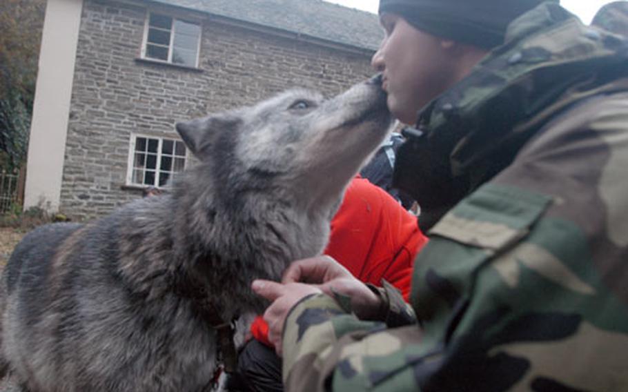 Staff Sgt. Clinton Petit gets a peck from Madadh, one of two highly domesticated wolves at the Wolf Watch U.K. center.