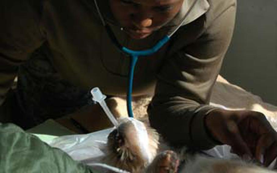 Spc. Queaner Jones, of Sasebo Naval Base, monitors a dog&#39;s vital signs Tuesday just before it is about to be operated on. Army veterinary staffs from across Japan met at Camp Fuji, Japan, this week for training that included setting up a field clinic for spaying and neutering dogs.