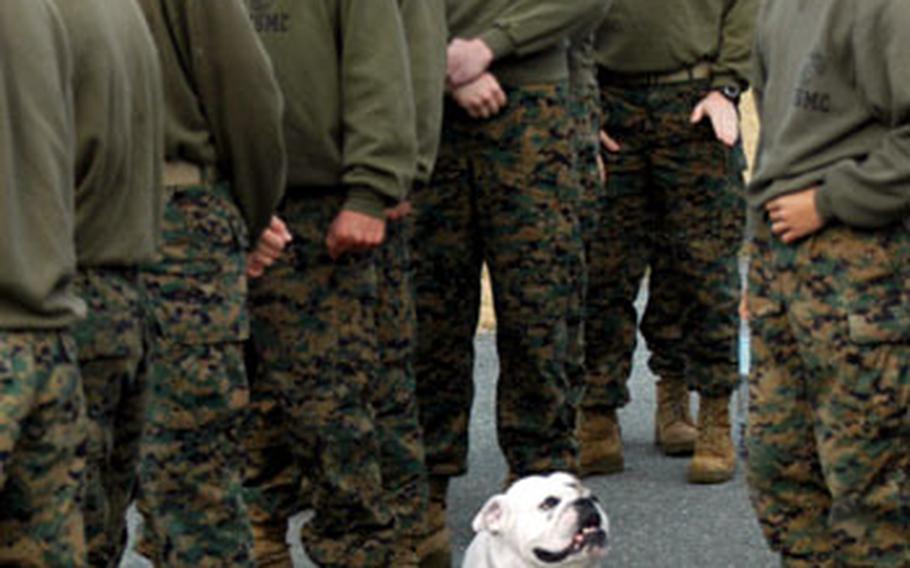 Sgt. D.D. Jiggs II, Camp Fuji&#39;s bulldog mascot, inspects the troops as they prepare for a fitness competition between the base&#39;s two companies.