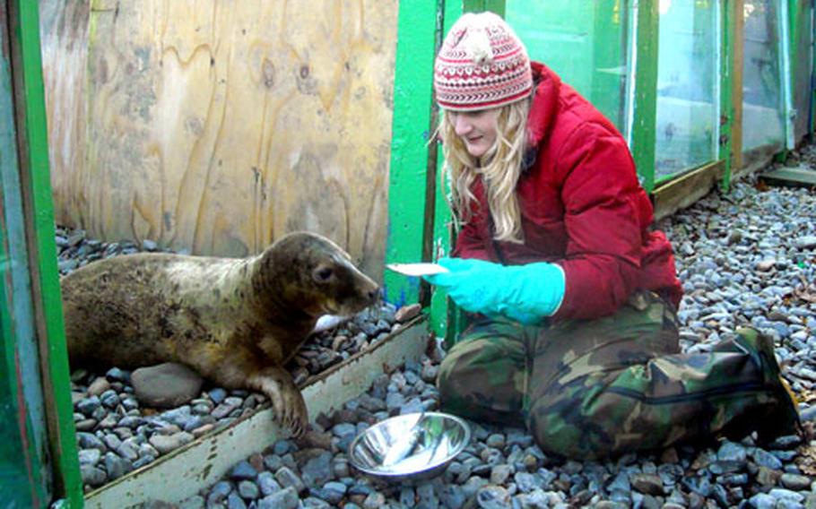Jordan Campfield, an 18-year-old who graduated from Aviano High School earlier this year, feeds Sonny, a young gray seal, at the Irish Seal Sanctuary north of Dublin. Campfield has worked at the private facility for several months and believes she has found her career path.