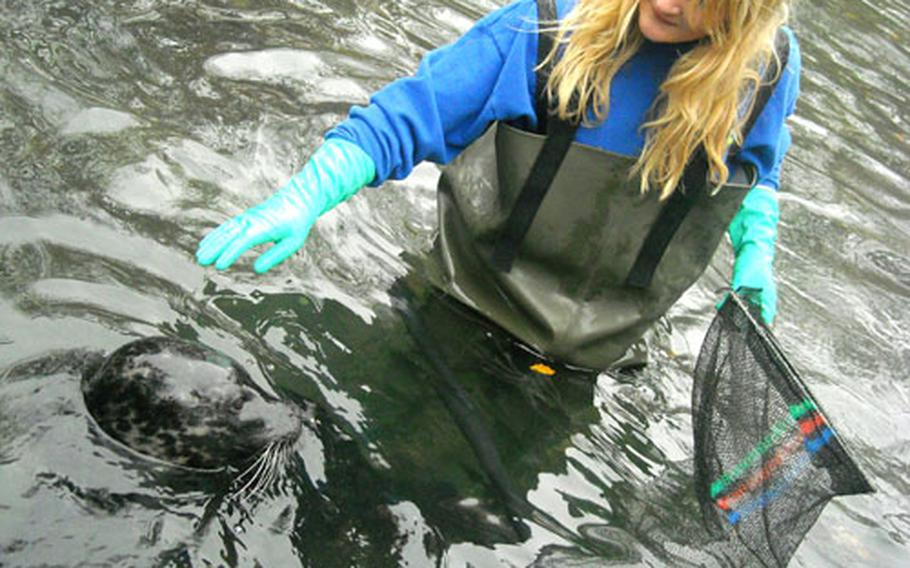 Jordan Campfield pets Ben, a young gray seal, while picking up leaves from a pool at the Irish Seal Sanctuary north of Dublin.