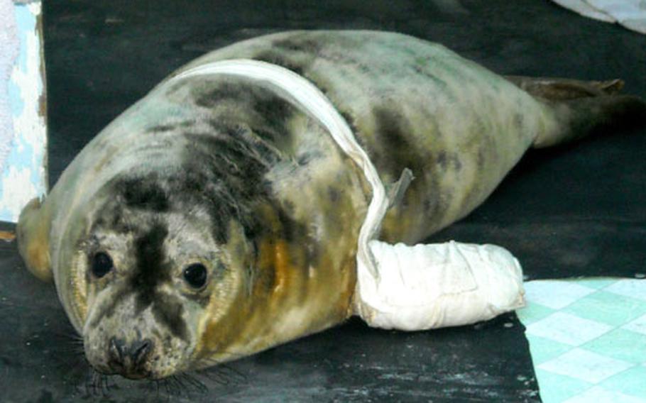 Sonny, a young seal, "poses" for a picture after receiving medical care.