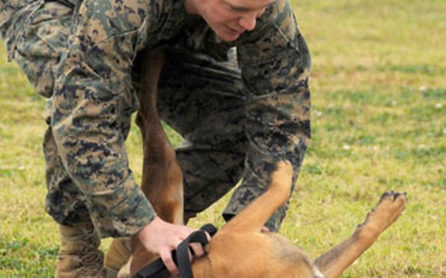 Lance Cpl. Chase Paustian, 24, from Aurora, Ill., takes a few moments to rub Waldo&#39;s stomach after a training session at the Marine K-9 kennel. Paustian and Waldo recently returned from a seven-month deployment together to Anbar province, Iraq. Being there together only tightened their bond, Paustian said.