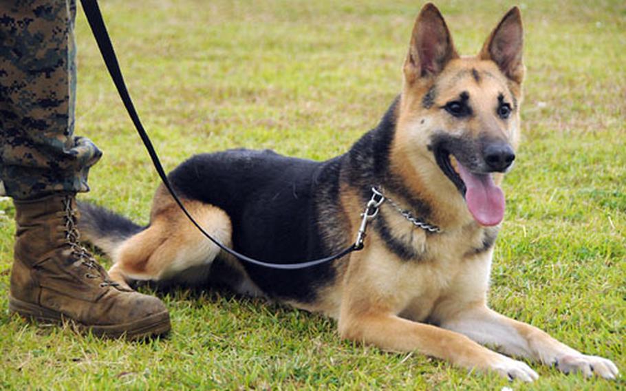 Rexo, a military working dog, lays quietly at Lance Cpl. Ariel Soto&#39;s feet after a training session. Even when these military working dogs are at rest, people should not come up and try to pat them as the dogs could misinterpret this as an attack on their handlers, dog handlers advise.