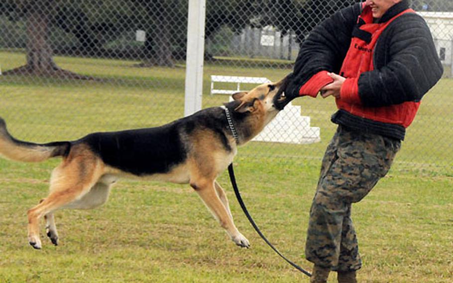 All four paws have left the ground, but military working dog Rexo maintains his grip on Lance Cpl. Arnold Apel&#39;s arm during aggression training at the Marine K-9 kennel on Kadena Air Base. Apel, 19, is a military working dog handler from Milmay, N.J.