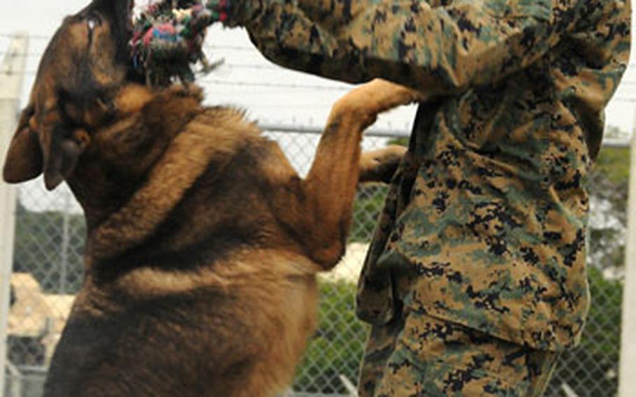 Cpl. Kate Stanford, 21, from Hubbard, Ohio, plays with Meister at the Marine K-9 kennel on Kadena Air Base Wednesday. Stanford has only been Meister&#39;s handler for about five months, but already they have developed a pretty good bond, Stanford said.