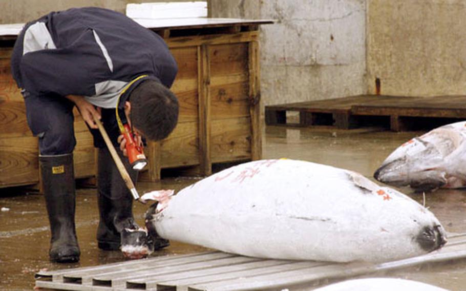 A high-priced fish bought at the morning auction is inspected before shipping.