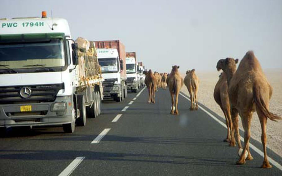 Camels take over one side of the road that soldiers of the the 623rd Movement Control Team must face on a daily basis on their hour-long commute from Camp Buehring to Khabari Alawazem Crossing in Kuwait.