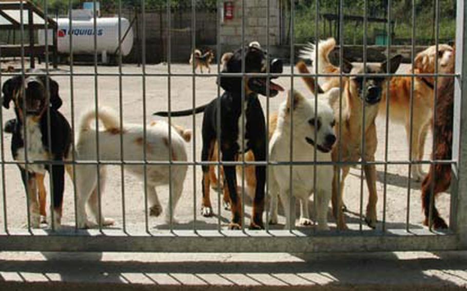 A group of stray or abandoned dogs available for adoption gather at a gate of the Lega Pro Animale veterinary clinic and shelter in Mondragone, Italy.