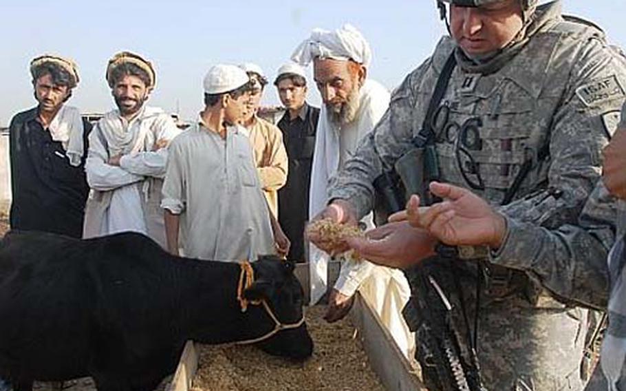 Capt. Bob Cline inspects a feed trough at the Khost city livestock market. Many Afghan cows feed solely on straw, a relatively poor quality of feed.