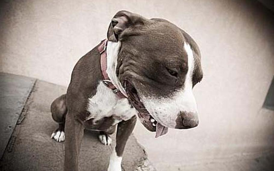 Each year, dogs bite 4.7 million Americans, according to Gail Hayes, a spokeswoman for the U.S. Centers for Disease Control and Prevention. On average, 386,000 of those bitten go to the emergency room. About 16 people die, according to the CDC. The CDC does not keep statistical data on bites by breeds, Hayes said.