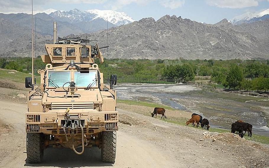 Cows graze on grass near a Mine Resistant Ambush Protected vehicle during a mission to check on road projects in rural Kapisa province.