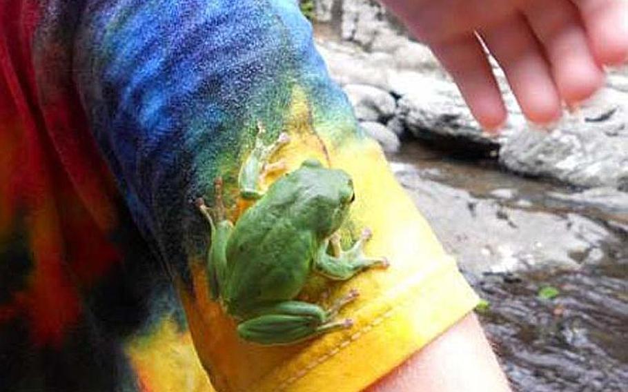 Homeschoolers in Sasebo got a close up look at this critter while on a recent science field trip to a waterfall.