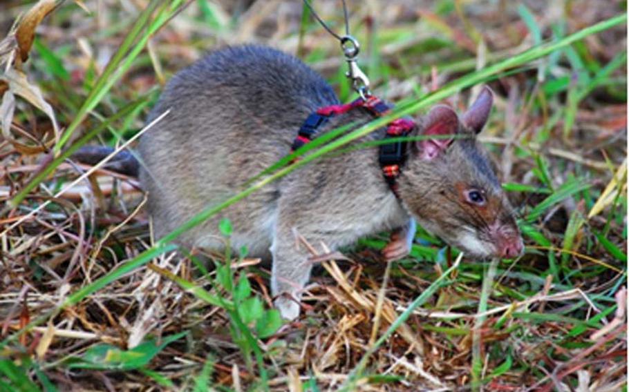 A Giant African Pouched Rat belonging to APOPO is being trained to find buried mines. U.S. Army scientists and engineers visited the organization in 2010, in order to evaluate the potential utility of trained rats to the Defense Department.