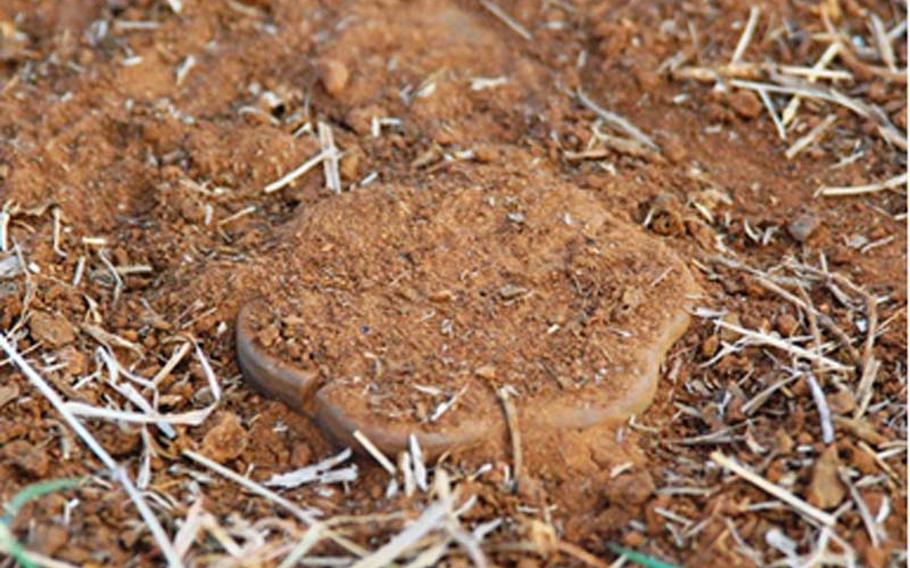 A buried anti-tank mine at an APOPO training field used to train rats. For safety and training purposes, the firing mechanism has been disabled and the detonator removed.